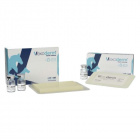 Artinvet Vexoderm steril kötszer (10x7cm) 1db Artinvet Vexoderm steril kötszer (10x7cm) 1db